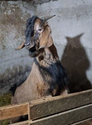 Vând țap Anglo Nubian și capre fătate metis Anglo Nubian