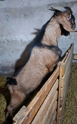 Vând țap Anglo Nubian și capre fătate metis Anglo Nubian - imagine 2