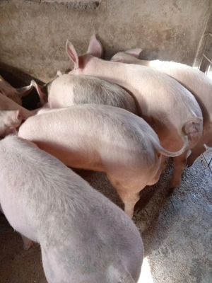 Porci de vanzare - imagine 2