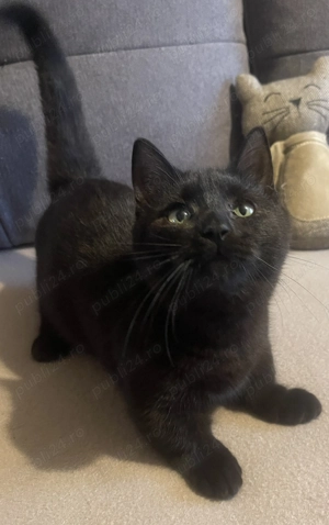 Pui pisica cu pedigree rasa Munchkin cu picioare scurte 