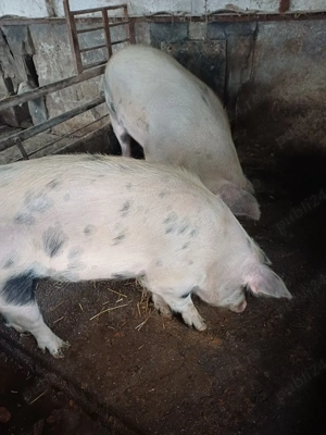 Porci Durok - imagine 3