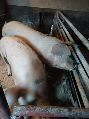 Porci Durok - imagine 2