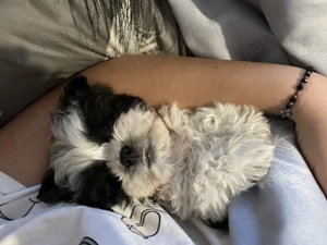 Puișor de Shih tzu caută căsuța nouă  - imagine 2