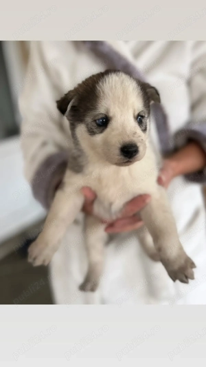 Vând căței Husky  - imagine 4