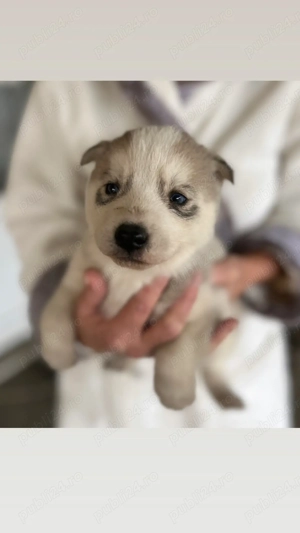 Vând căței Husky  - imagine 3