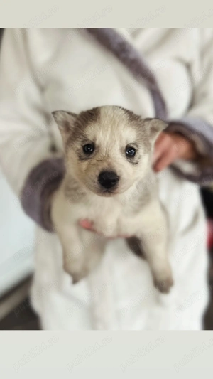 Vând căței Husky  - imagine 5