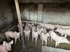 Purcei de vanzare - imagine 3