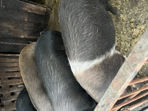 Porci de vinzare  - imagine 2