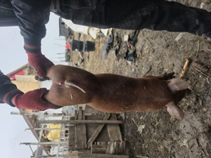 Duroc de vânzare 