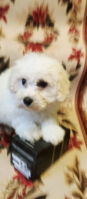 Bichoni maltezi - imagine 3