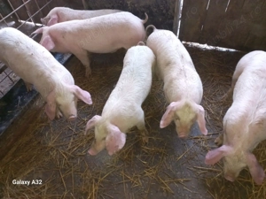 Vând porci grași și grasuni de 4 luni 