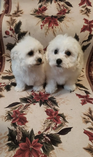 Bichoni maltezi - imagine 2