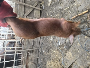 Duroc de vânzare  - imagine 2