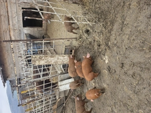 Duroc de vânzare  - imagine 3