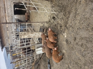 Duroc de vânzare  - imagine 4