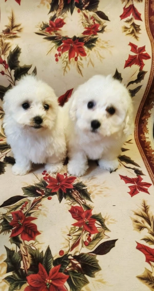 Bichoni maltezi - imagine 5