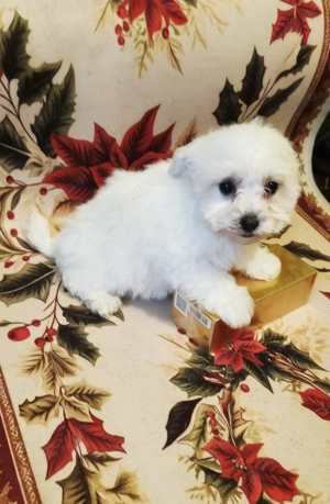 Bichoni maltezi - imagine 4