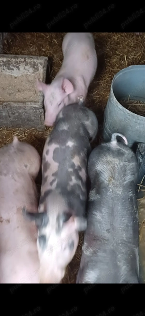 Vând purcei rasă Pietran greutate intre 25-30 kg bucata 