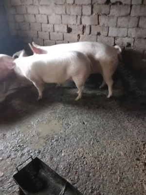 Vand porci pentru proțap  - imagine 2