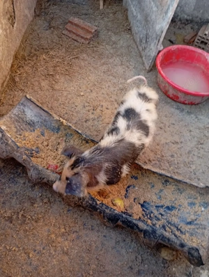 de vânzare purceii  - imagine 2