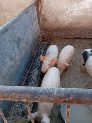 De vânzare purceii  - imagine 2