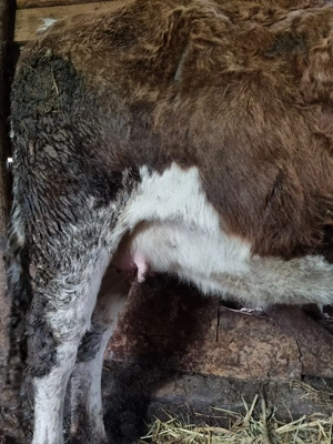 Vand juninca la prima fatare  - imagine 2