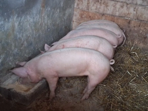 vând 5 soldani  60-65 Rasa de calitate Marele Alb &Pic 