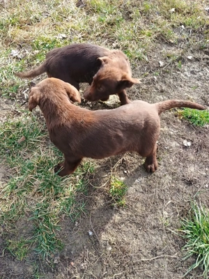 Vând Labrador Retriever Ciocolatiu  - imagine 3