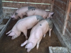 vând 4 soldani 70-75 kg