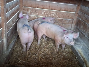 vând soldani 70-85kg(masculi castraţi)