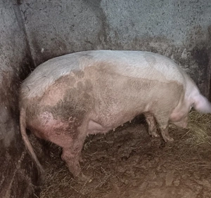 Vând porc!  - imagine 4