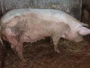 Vând porc!  - imagine 2