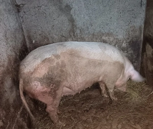 Vând porc!  - imagine 3