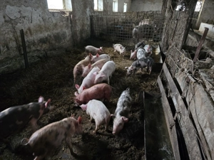 Vand purcei si grasuni - imagine 3