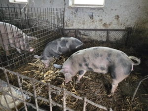 Vand purcei si grasuni - imagine 5