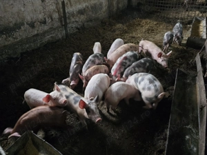 Vand purcei si grasuni - imagine 2