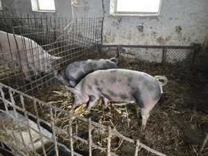 Vand purcei si grasuni - imagine 4