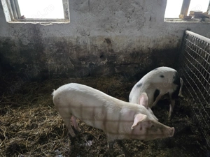 Vand porci 90 - 100  kg