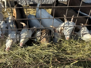 LOT capre alpine franceze si saanen gorj - imagine 4