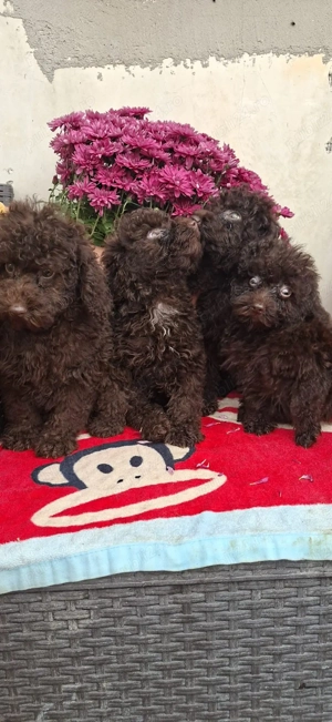 Pudel ( canhche) - imagine 3