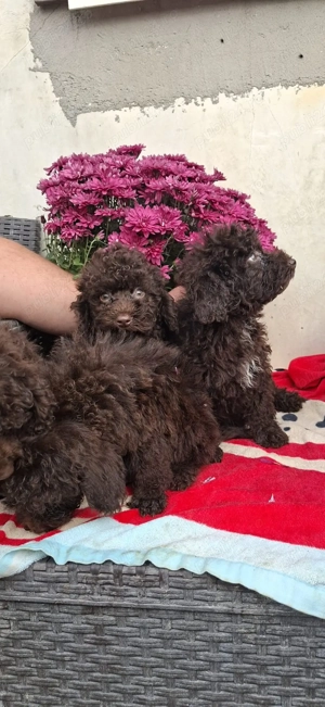 Pudel ( canhche) - imagine 2