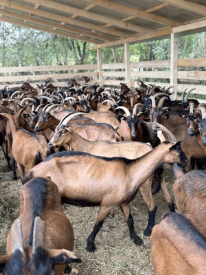 Lot capre alpine franceze si sanen