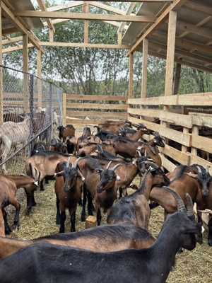 LOT capre alpine franceze si saanen gorj - imagine 3