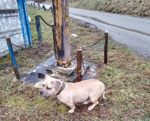  Vând sau Schimb cățelușă de american bully pocket  - imagine 4