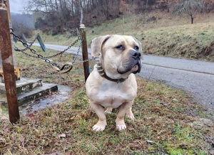  Vând sau Schimb cățelușă de american bully pocket  - imagine 3