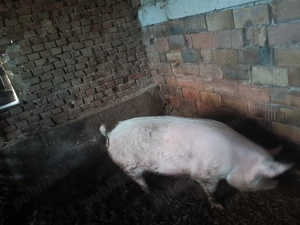 Vand porci  100-140 kg - imagine 5