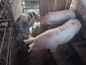 Vand porci  100-140 kg - imagine 6