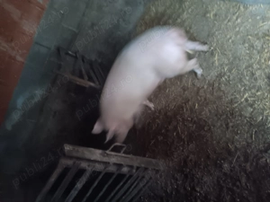 Vand porci  100-140 kg - imagine 2