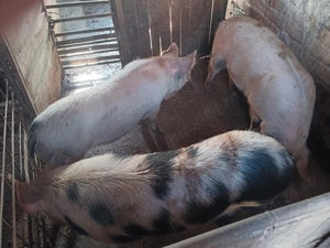 Vand porci  100-140 kg - imagine 4