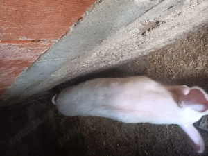 Vand porci  100-140 kg - imagine 7